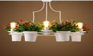 Pendant Lights