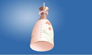 Pendant Lights